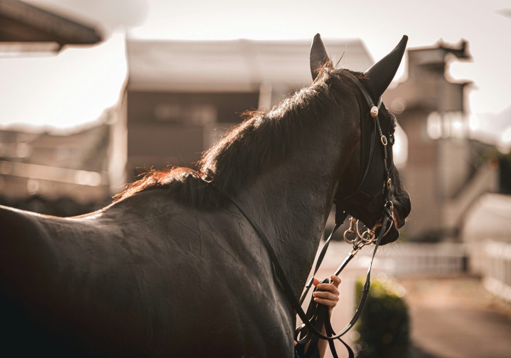 benny-hassum-OypC4IngU8E-unsplash