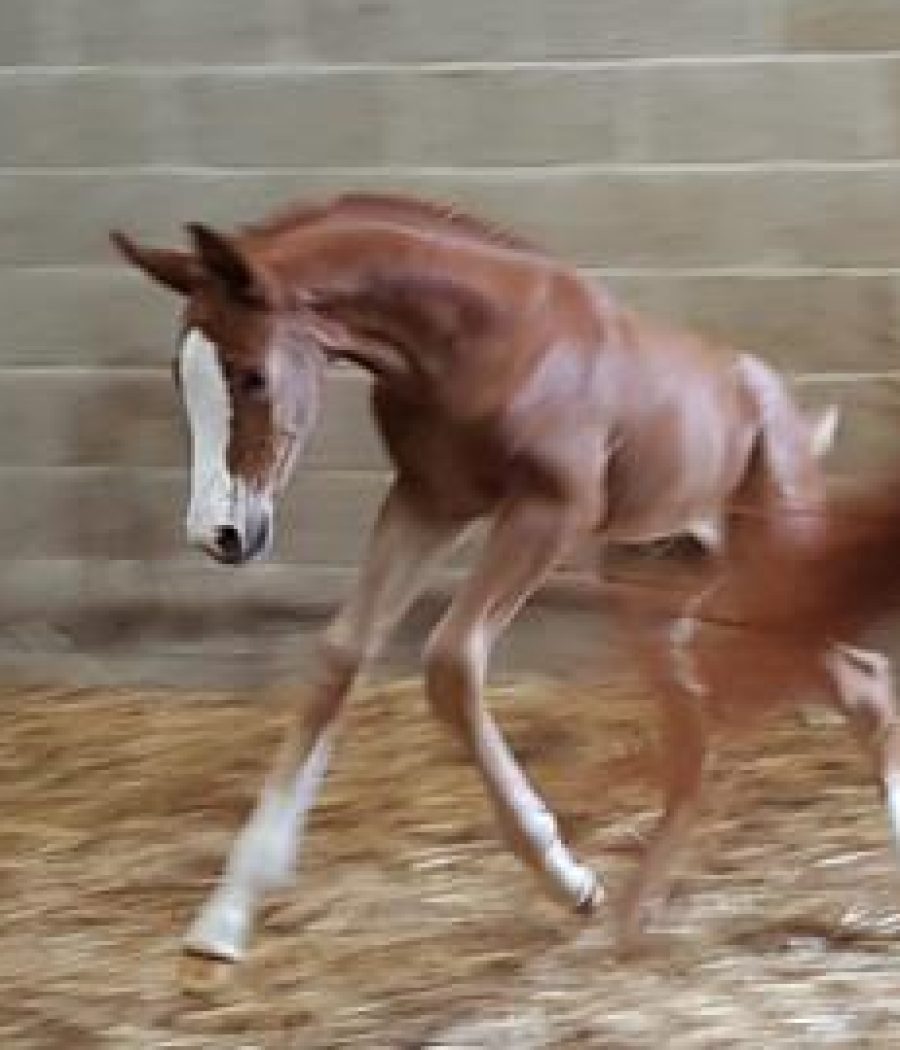 xum1tnw5srj0s8gqdpfi1s